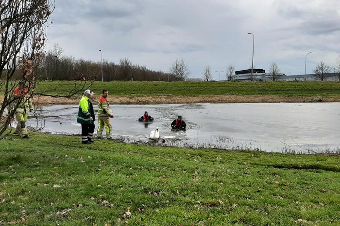 Brandweer en dierenambulance helpen zwaan uit ijs