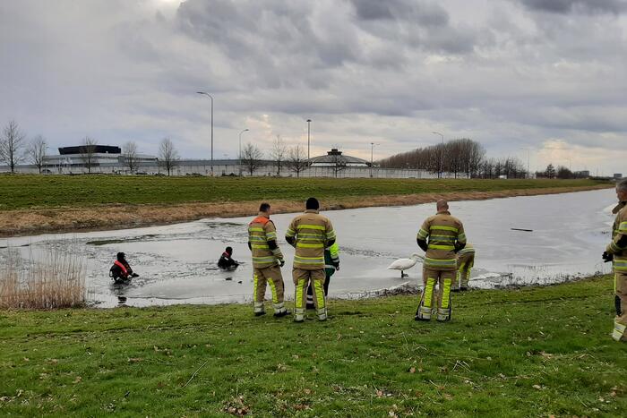 Brandweer en dierenambulance helpen zwaan uit ijs