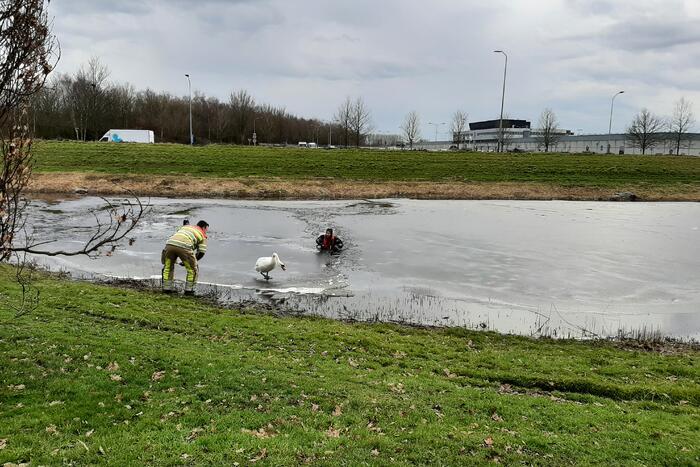 Brandweer en dierenambulance helpen zwaan uit ijs
