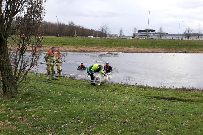 Brandweer en dierenambulance helpen zwaan uit ijs