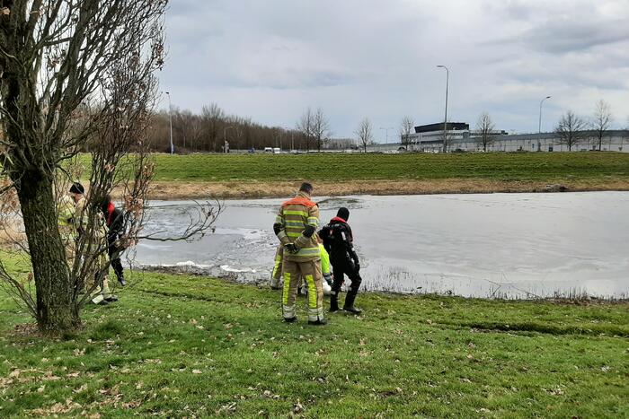 Brandweer en dierenambulance helpen zwaan uit ijs