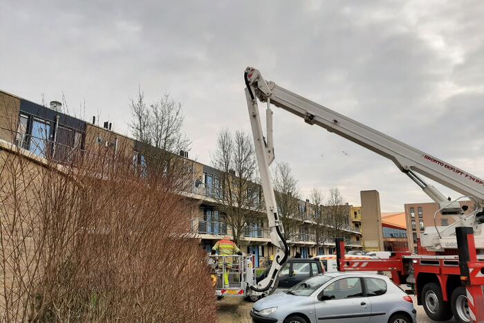 Brandweer haalt vastgelopen kat uit boom