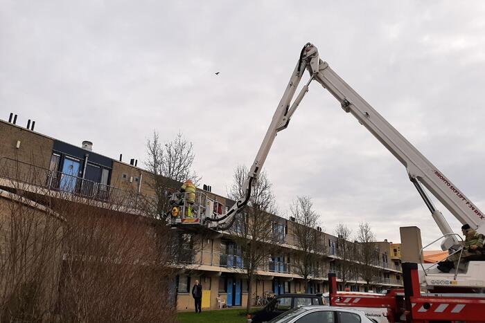 Brandweer haalt vastgelopen kat uit boom