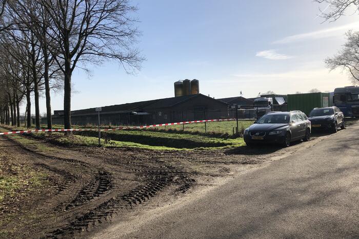 Gevaarlijke vogelgriep gevonden, 130 duizend kippen afgemaakt