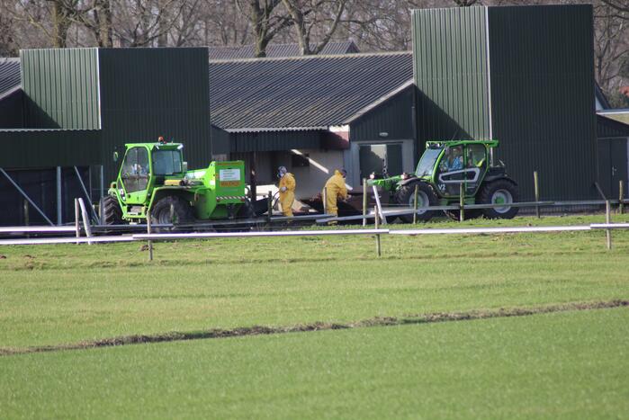 Gevaarlijke vogelgriep gevonden, 130 duizend kippen afgemaakt