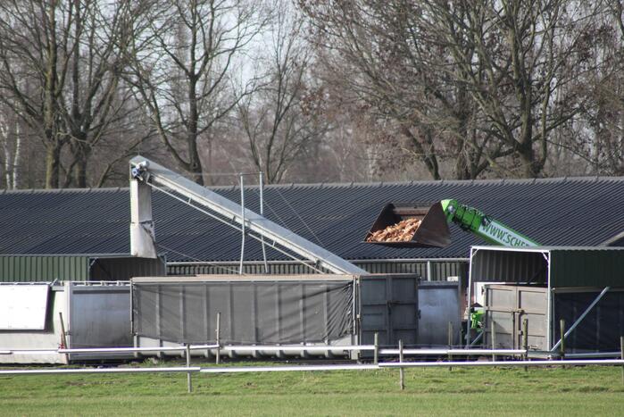 Gevaarlijke vogelgriep gevonden, 130 duizend kippen afgemaakt