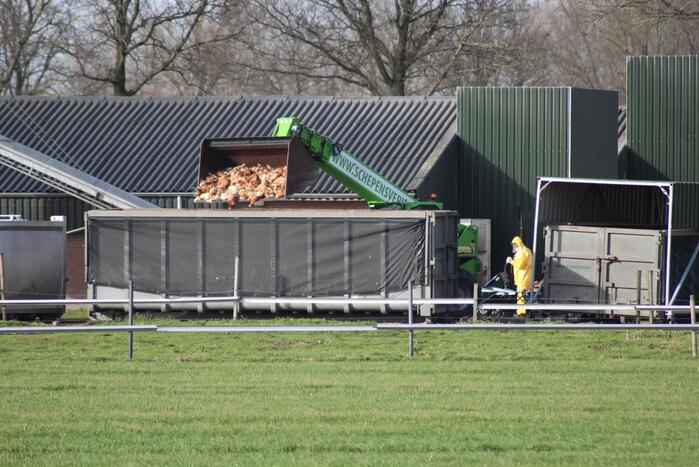 Gevaarlijke vogelgriep gevonden, 130 duizend kippen afgemaakt