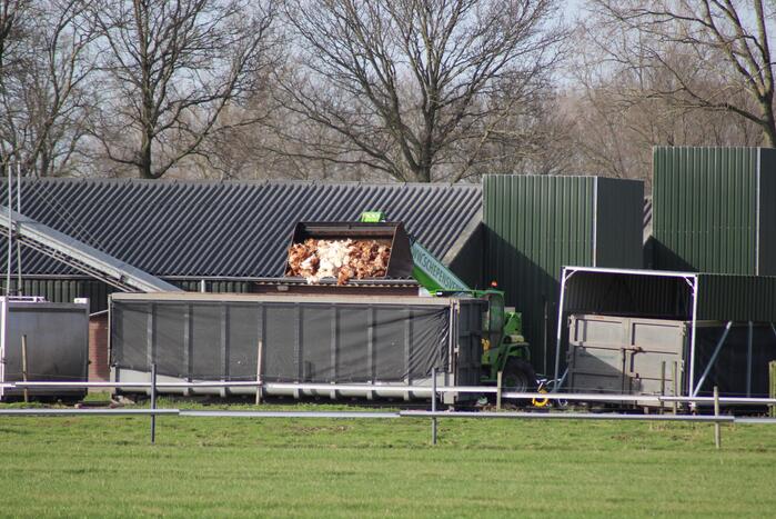 Gevaarlijke vogelgriep gevonden, 130 duizend kippen afgemaakt