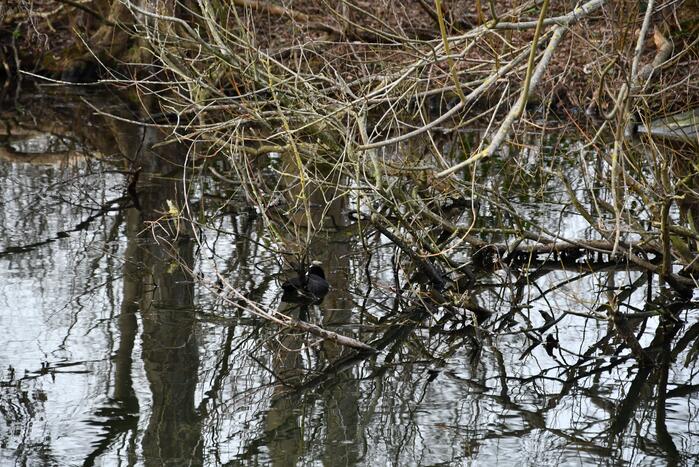 Meerkoet door brandweer gered