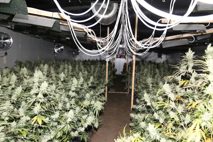 200 oogstrijpe hennepplanten aangetroffen in woning