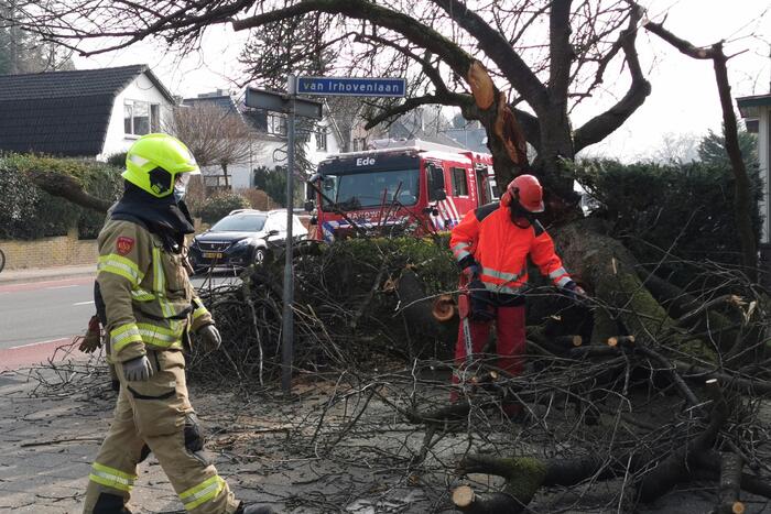 Boom valt op auto