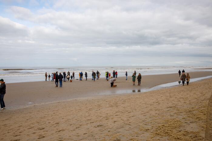 Aangespoelde jonge zeehond trekt veel bekijks