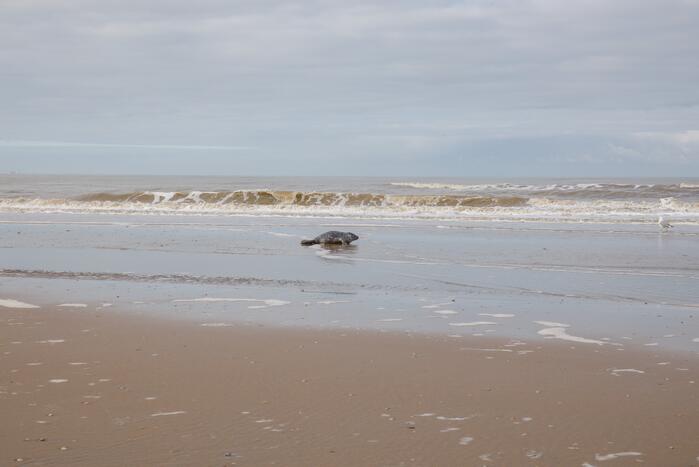 Aangespoelde jonge zeehond trekt veel bekijks