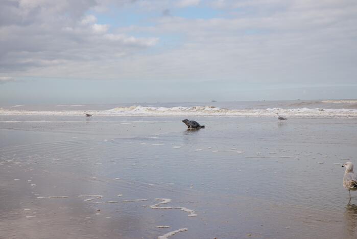 Aangespoelde jonge zeehond trekt veel bekijks