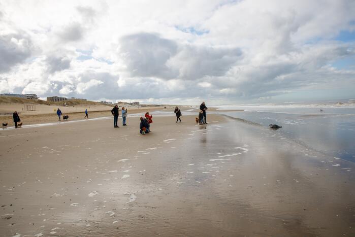 Aangespoelde jonge zeehond trekt veel bekijks
