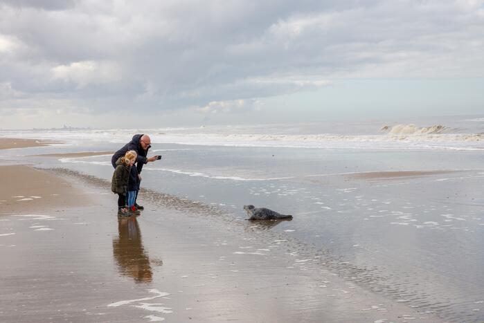Aangespoelde jonge zeehond trekt veel bekijks