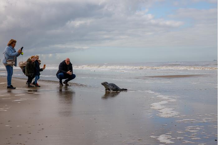 Aangespoelde jonge zeehond trekt veel bekijks