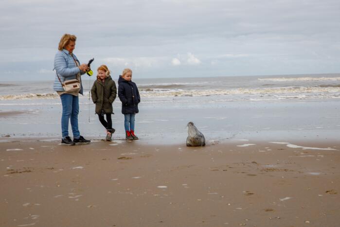 Aangespoelde jonge zeehond trekt veel bekijks