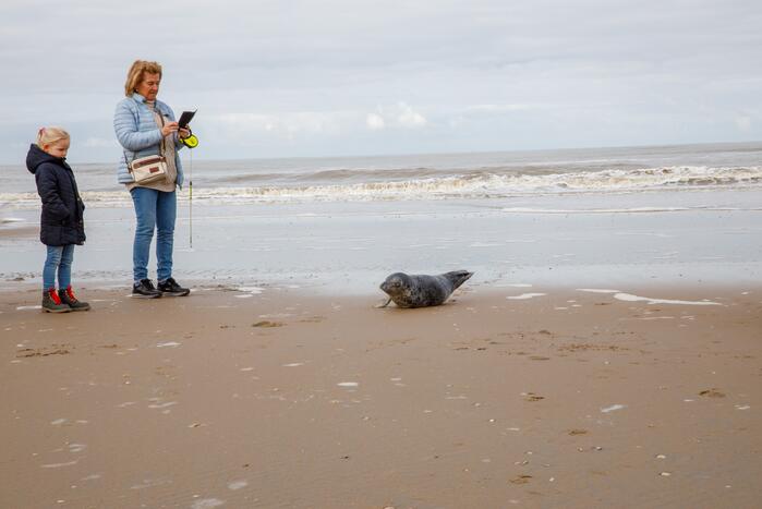 Aangespoelde jonge zeehond trekt veel bekijks