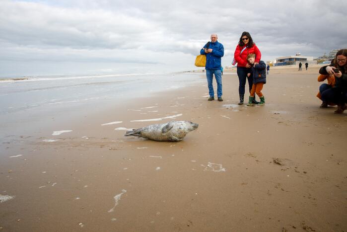 Aangespoelde jonge zeehond trekt veel bekijks