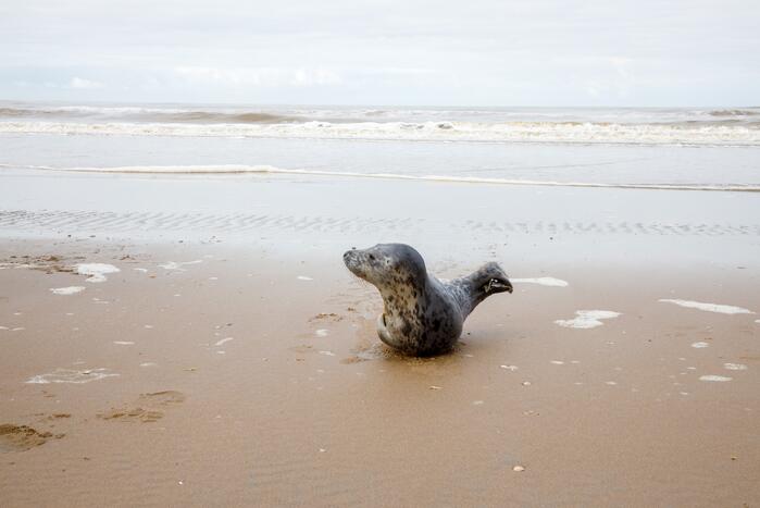 Aangespoelde jonge zeehond trekt veel bekijks