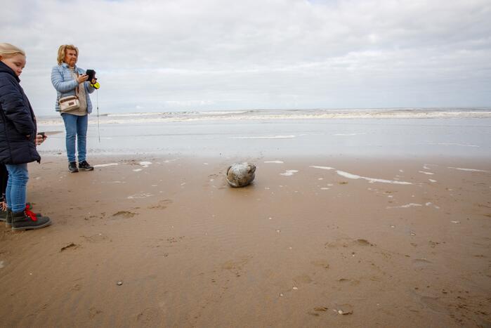 Aangespoelde jonge zeehond trekt veel bekijks