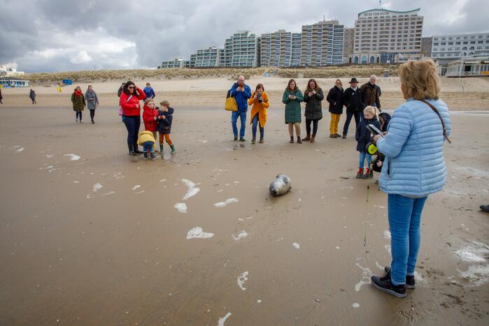 Aangespoelde jonge zeehond trekt veel bekijks