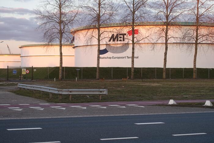 Drie herten aan de wandel in havengebied