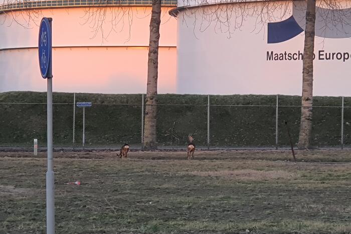 Drie herten aan de wandel in havengebied