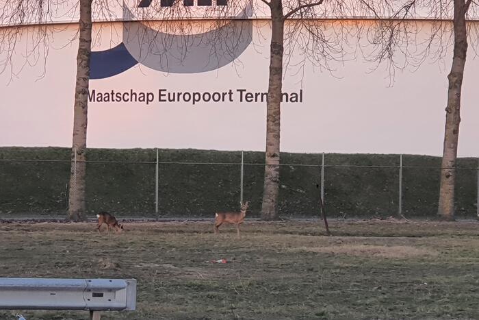 Drie herten aan de wandel in havengebied