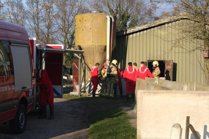 Varkens zakken door roostervloer en belanden in gierkelder