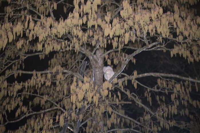 Brandweer redt kat uit boom