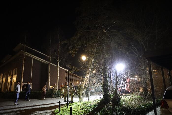 Brandweer redt kat uit boom