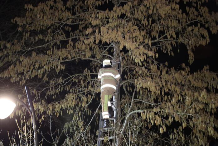 Brandweer redt kat uit boom