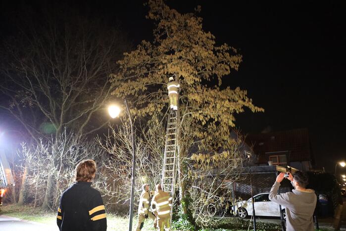 Brandweer redt kat uit boom