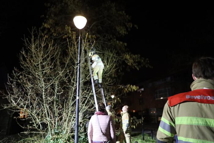 Brandweer redt kat uit boom
