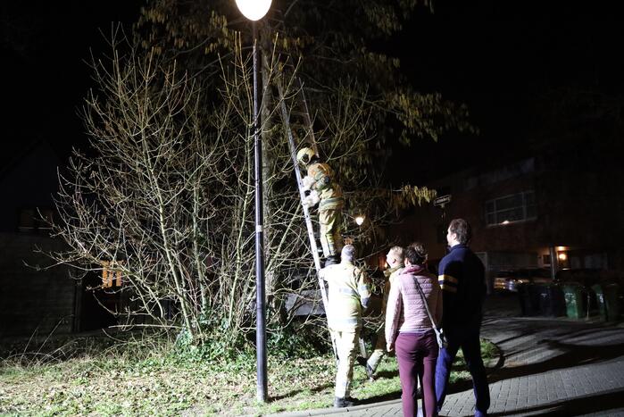 Brandweer redt kat uit boom