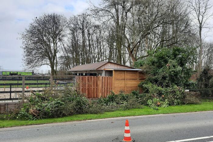 Boom omgewaaid door storm