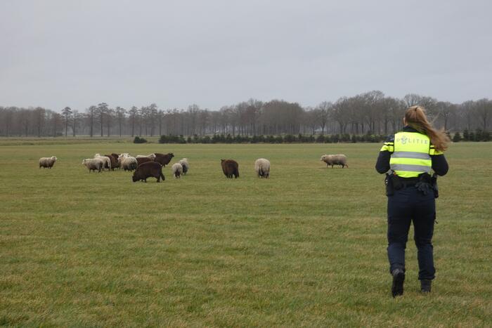 Kudde schapen breken los door omgewaaid hekwerk