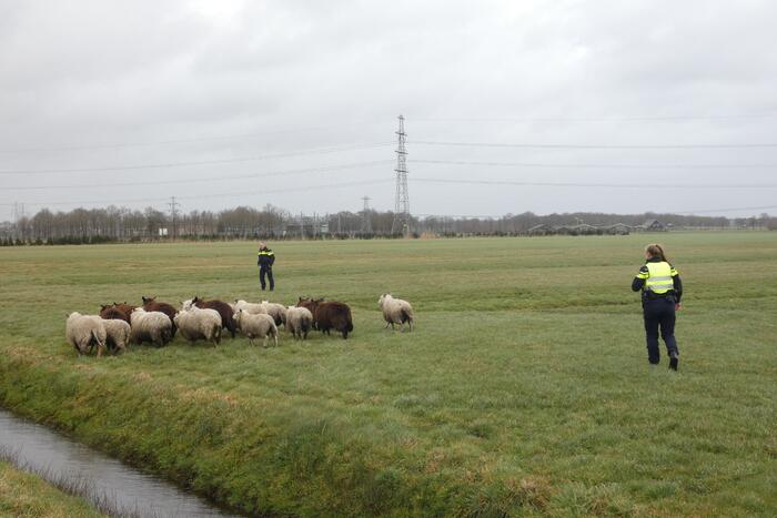 Kudde schapen breken los door omgewaaid hekwerk