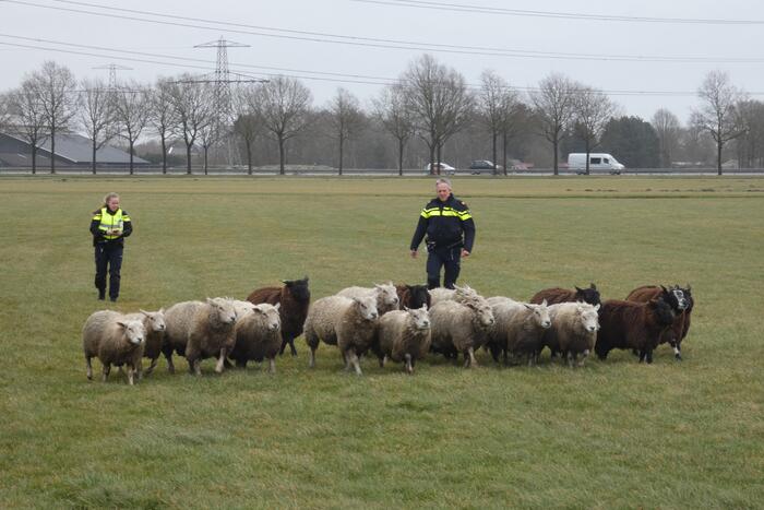 Kudde schapen breken los door omgewaaid hekwerk