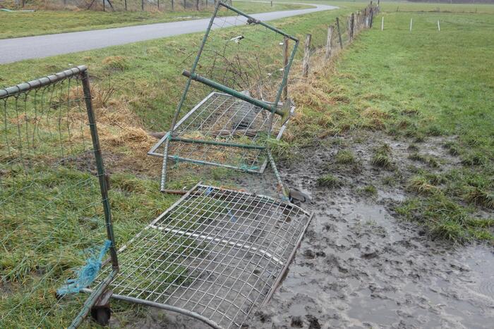 Kudde schapen breken los door omgewaaid hekwerk