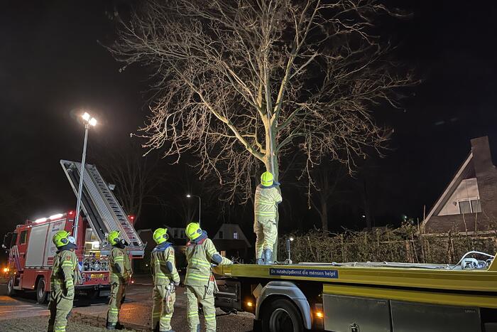 Brandweer verwijdert afgebroken takken