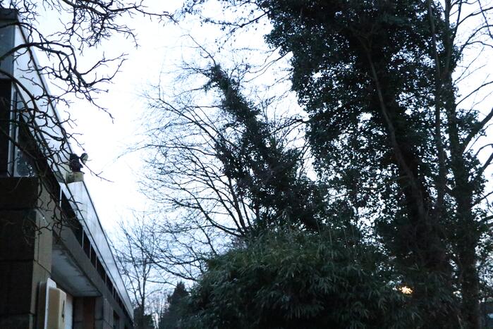 Brandweer zet boom vast met spanbanden