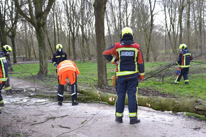 Gevaarlijke boom vakkundig ingehaald