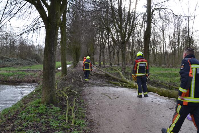 Gevaarlijke boom vakkundig ingehaald