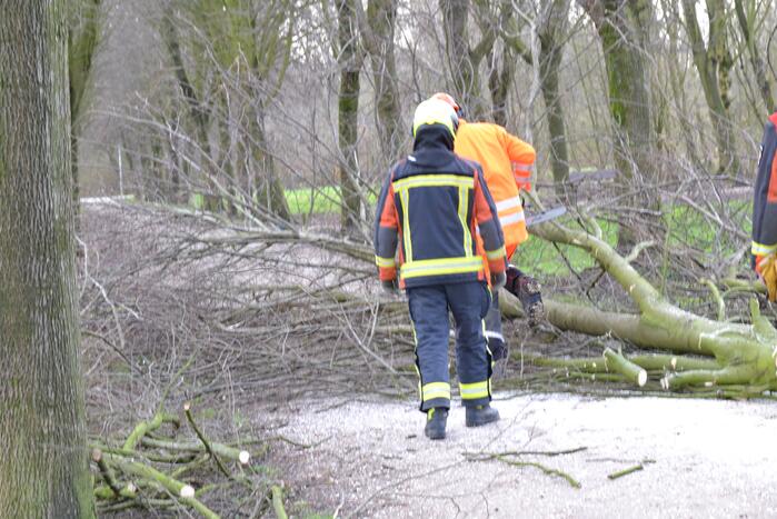 Gevaarlijke boom vakkundig ingehaald