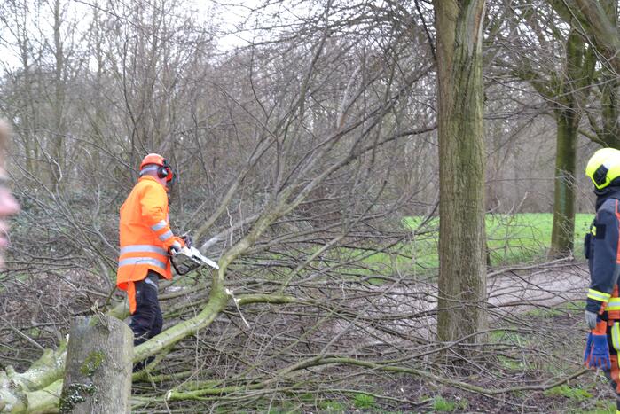 Gevaarlijke boom vakkundig ingehaald