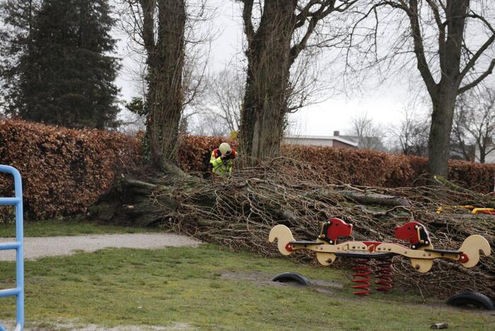 Grote boom valt over weg