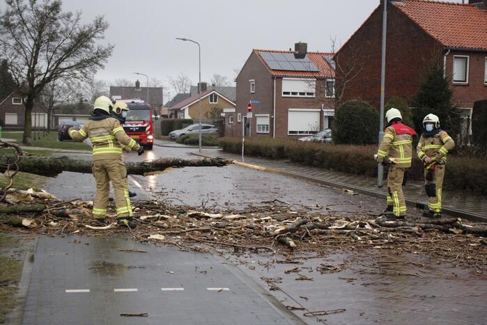 Grote boom valt over weg